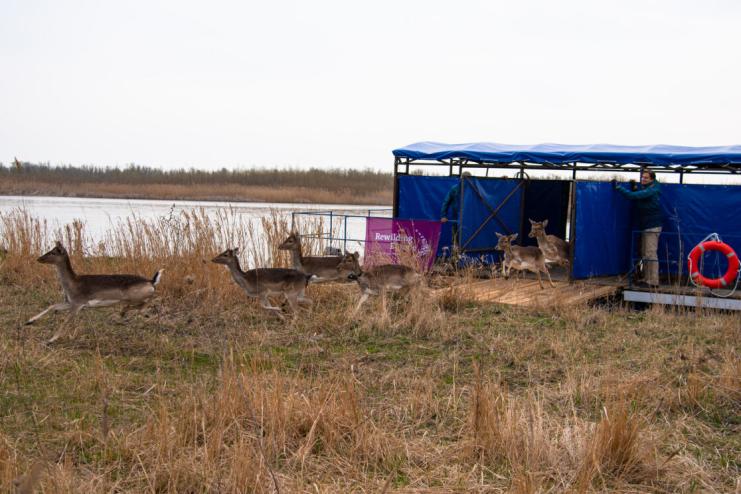 В заповіднику на Одещині оселилися лані і олені (фото, відео)